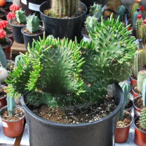 Opuntia Eve's Needle Crest