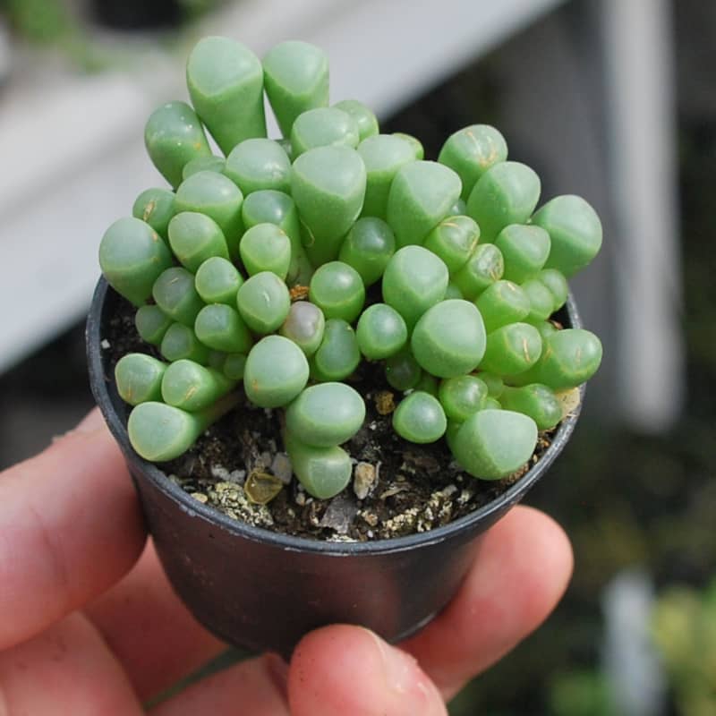 Fenestraria rhopalophylla orteilles de bébé