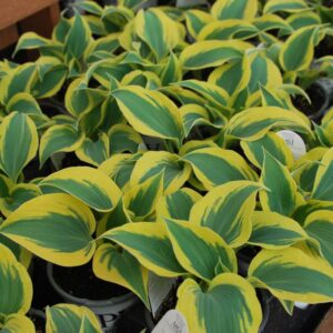 Hosta Autumn Frost