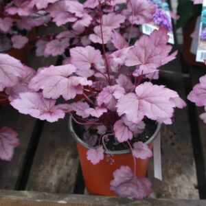 Heuchera Pink Panther