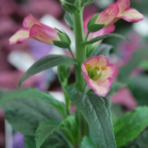 Digiplexis Berry Canary