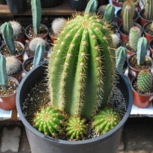 cactus-Cactus Trichocereus Sun Goddess