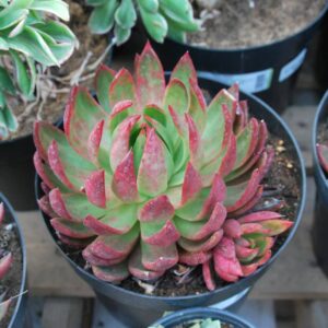 Echeveria Love's Fire