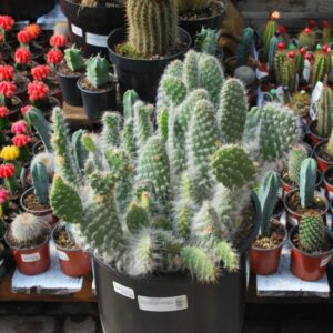 Opuntia Prickly Pear Snow