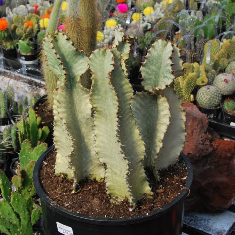 Euphorbia African Golden Candelabra