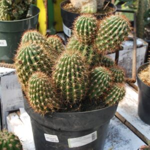 Cactus Torch