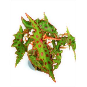 begonia amphioxus