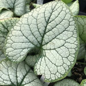 Brunnera Silver Heart