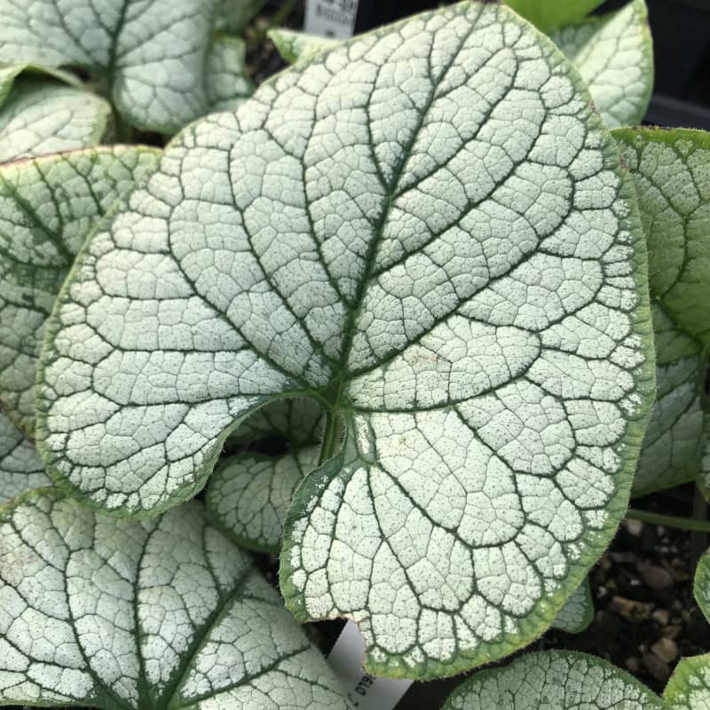 Brunnera Silver Heart