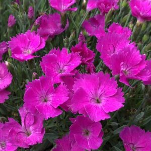 dianthus paint the town fuchsia