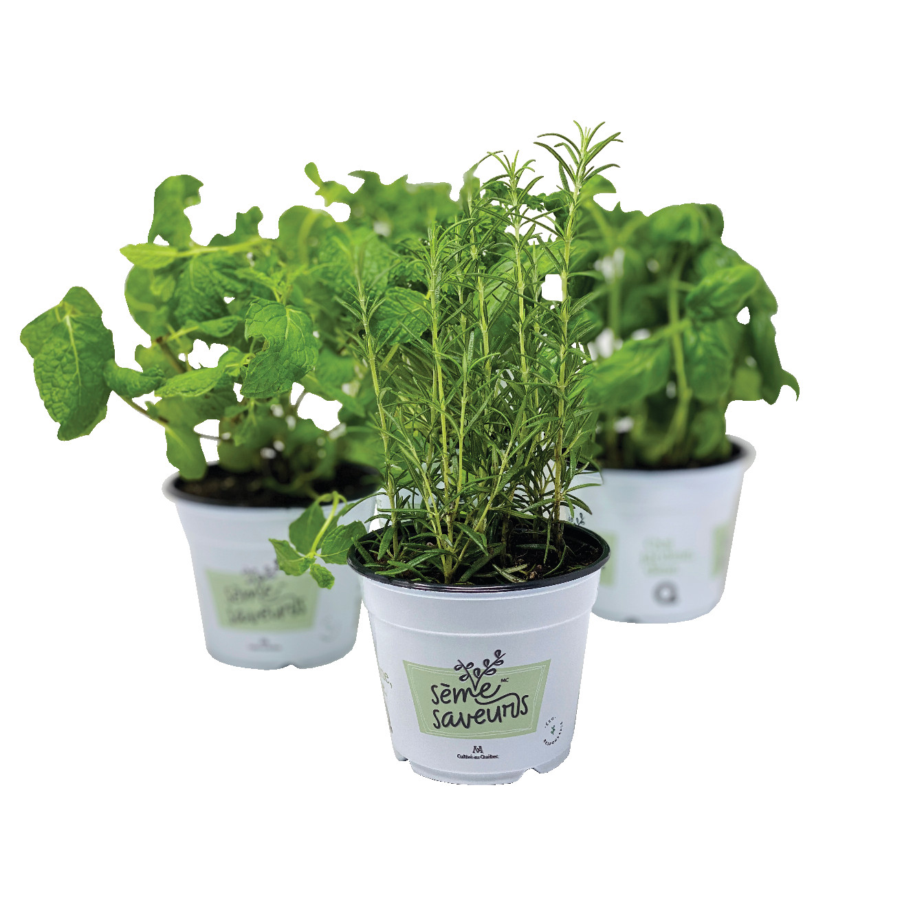 fines herbes seme saveur