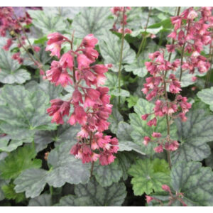 Heuchera Berry Timeless