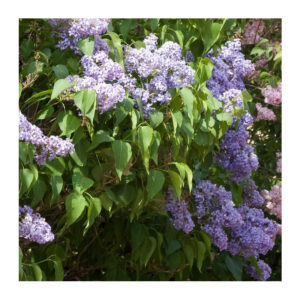 Lilas Wedgewood lilac syringa