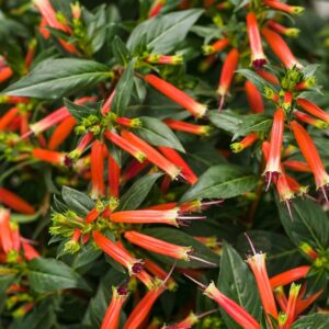 Cuphea Vermillionaire