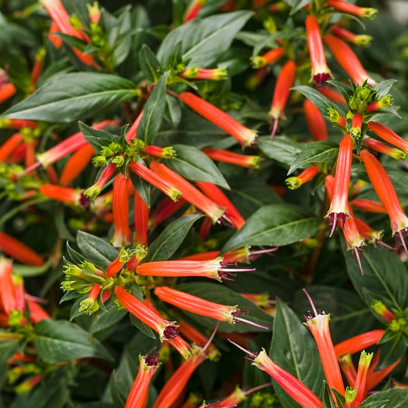 Cuphea Vermillionaire