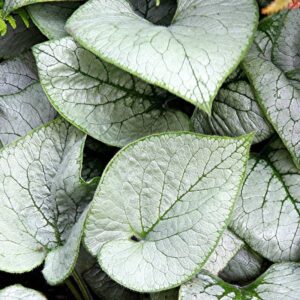 Brunnera Looking Glass