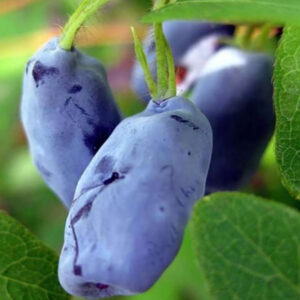 camerisier cinderella lonicera