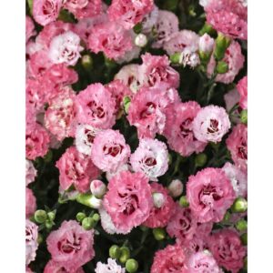 dianthus cute as button