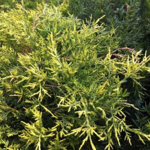 Juniperus Old Gold
