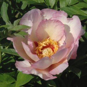 Pivoine Itoh Pastel Splendor