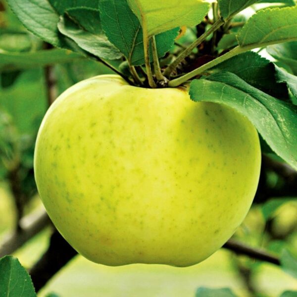 Pommier Lodi Malus Appletree
