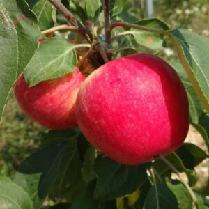 pommier norland malus appletree