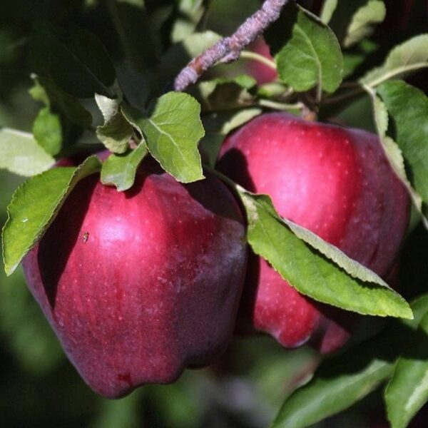 pommier red delicious