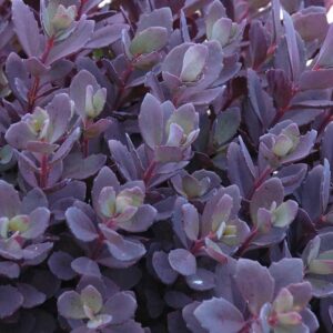 Sedum Plum Dazzled