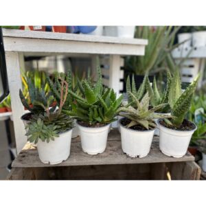 succulentes zen de collection
