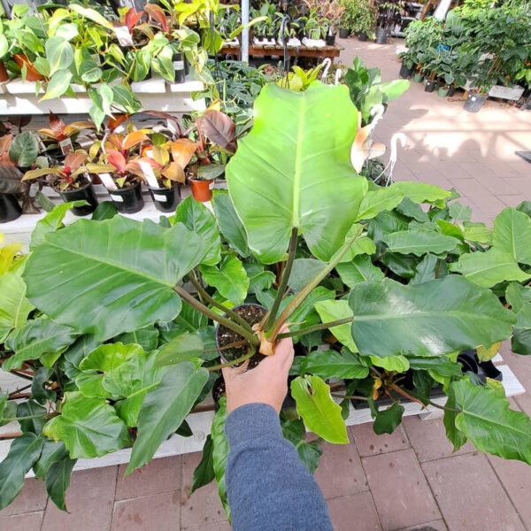 Philodendron Kathleen