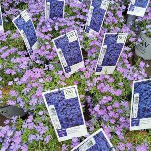 Phlox Mountainside Crater Lake