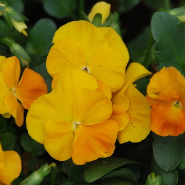 Viola Golden Yellow
