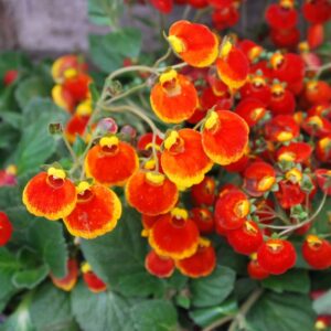 Calceolaria