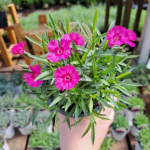 Dianthus Paint the Town Fancy