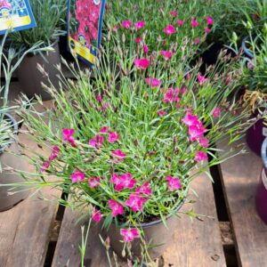 Dianthus Kahori Scarlet Pink