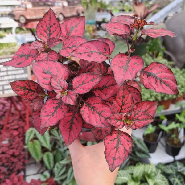Hypoestes Rouge