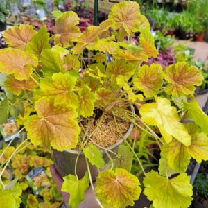 Heuchera Northern Exposure Sienna tnheunesi
