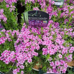 Phlox Subalta Eye Caramba