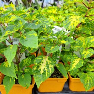 Salvia Splendens Dancing Flame