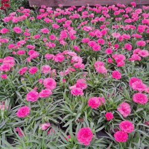Dianthus i love u