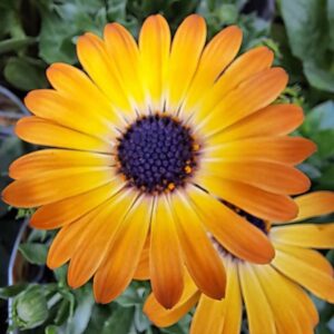 Osteospermum Sunshine Beauty