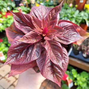 Celosie Sol Lizzard Leaf