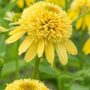 Echinacea Eccentric Yellow