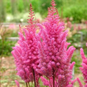 Astilbe Razzle Dazzle