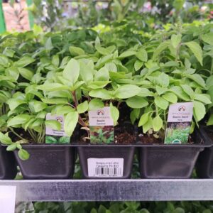 Plants en Caissette de Basilic Bio