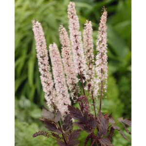 cimicifuga pink spike