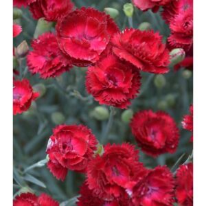 Dianthus Electric Red