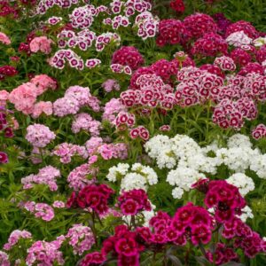 Dianthus 3 en 1