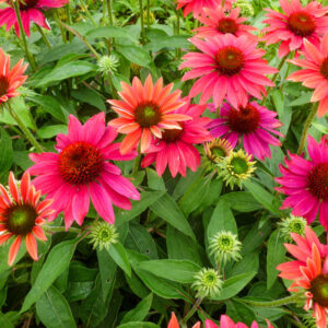 Echinacea Tres Amigo