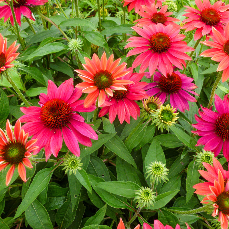 Echinacea Tres Amigo